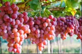 Lowongan Penjaga Asrama