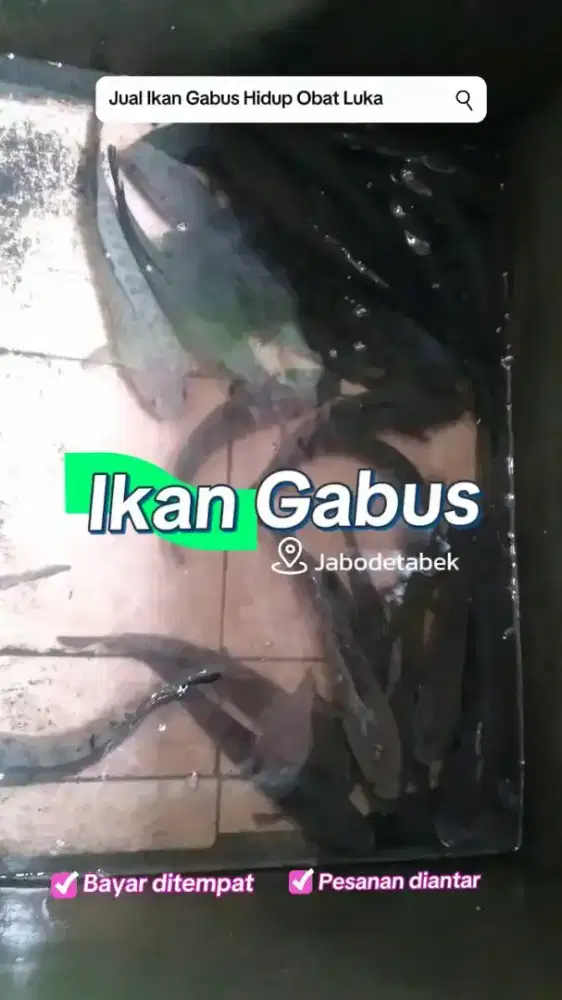 Hasil alam bukan peliharaan ready gabus konsumsi