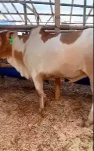 sapi jawaan PO ongole 250kiloan putih bersih tinggi jogrokan gagah top