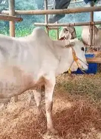 sapi jawaan PO ongole 300kiloan putih bersih tinggi jogrokan gagah top