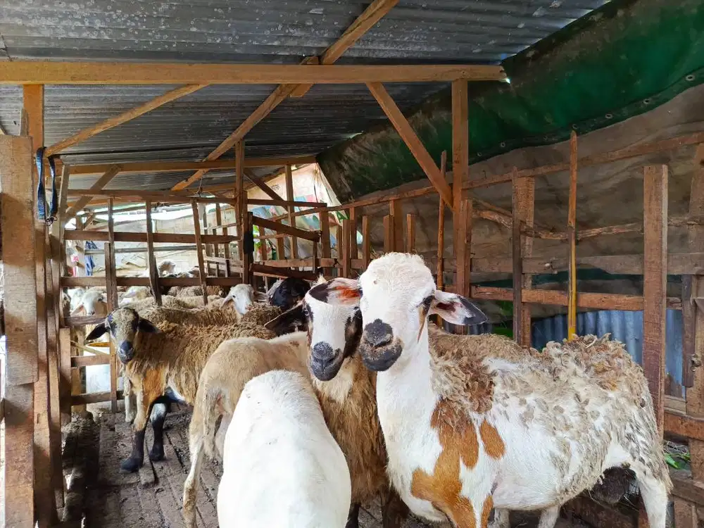Kambing Domba Qurban Aqiqah 2026