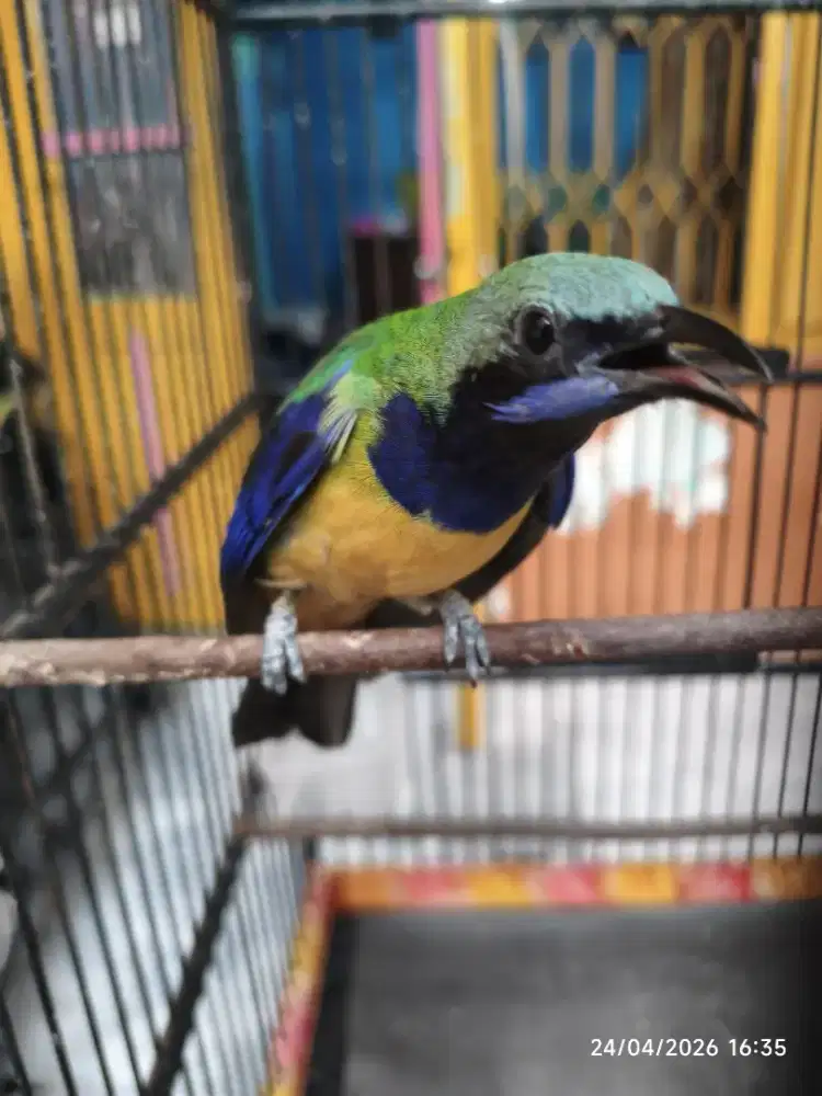 cungkok/ cungko gacorrrrrr