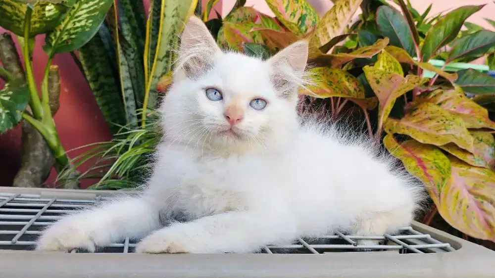 Kucing persia kitten