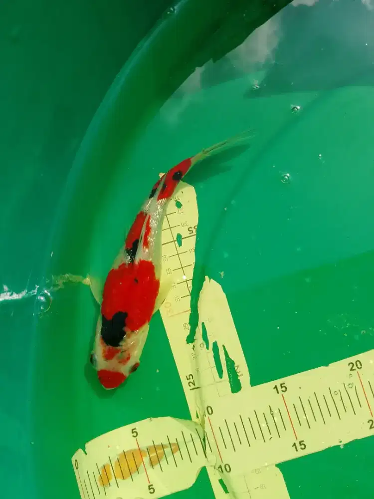 Ikan koi jenis Sanke Ginrin 25cm pola lucu