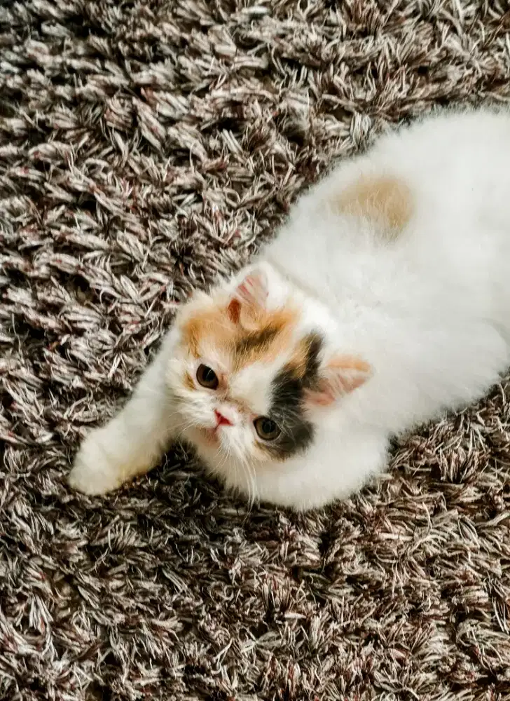 kitten persia betina lucu 3 warna