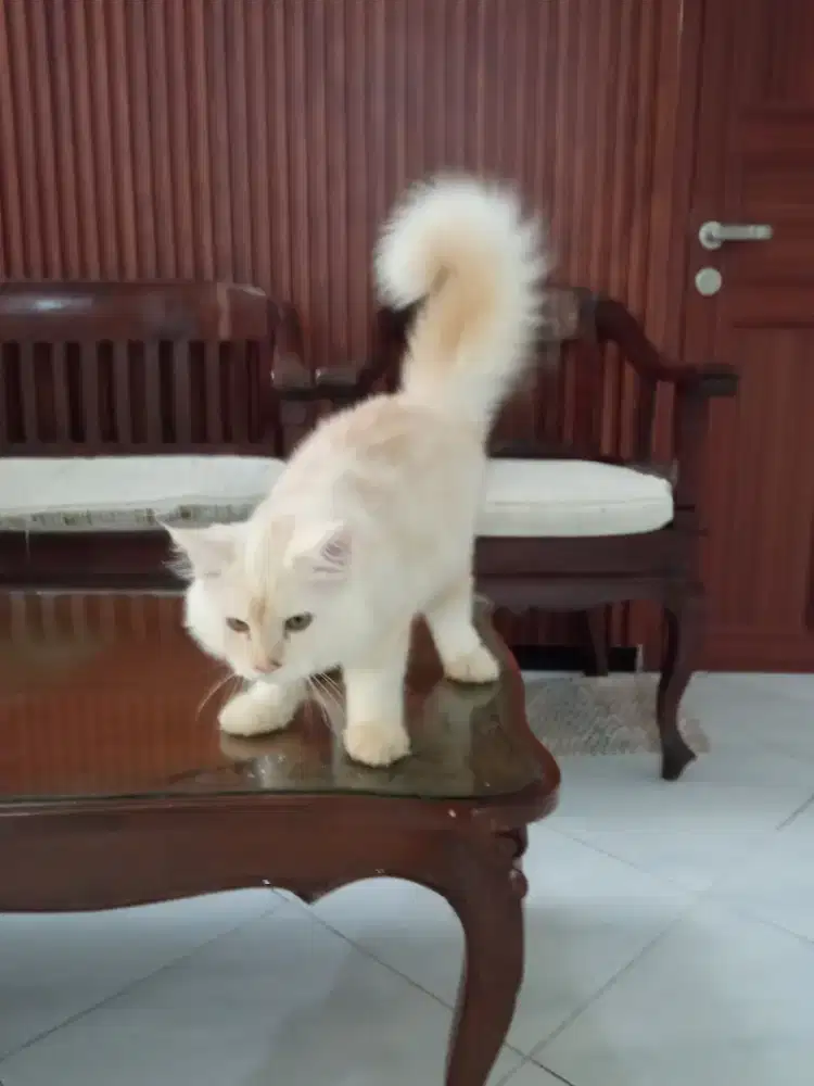 Lepas adopsi kitten anggora Persia jantan usia 4 bulan