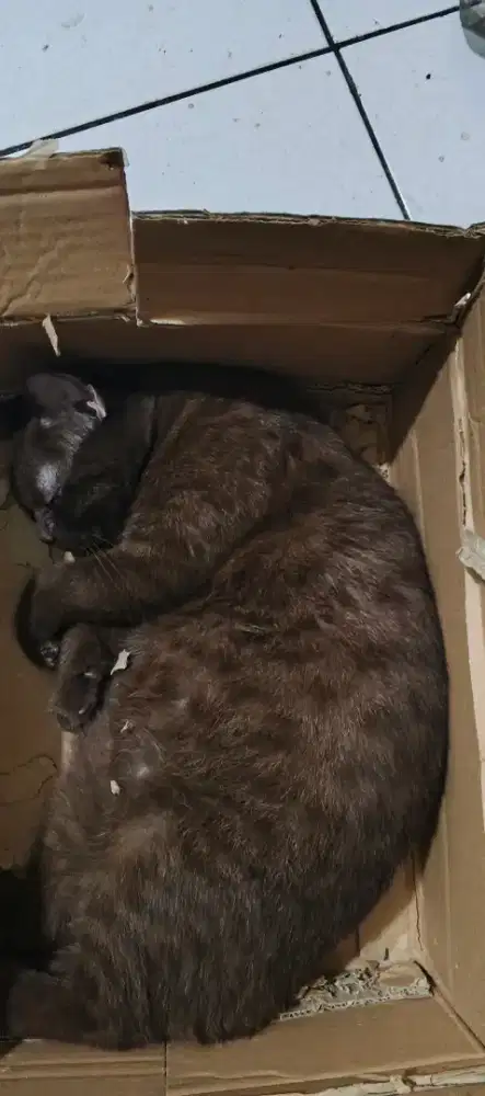 BSH British Short Hair Betina coklat Chocolate