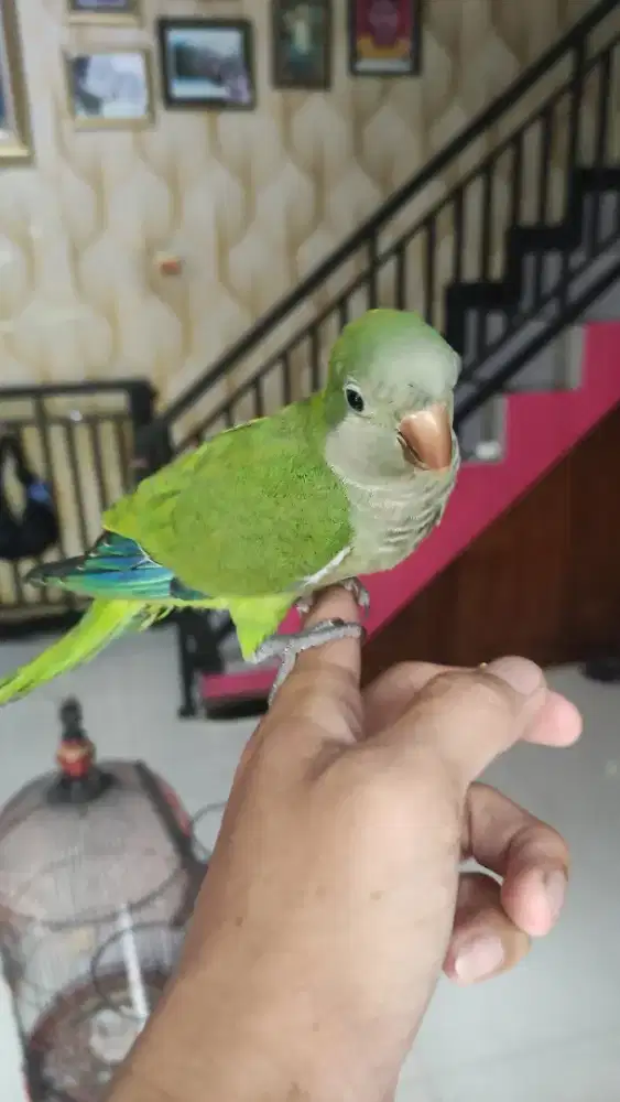 Monk parakeet quacker parrot jinak