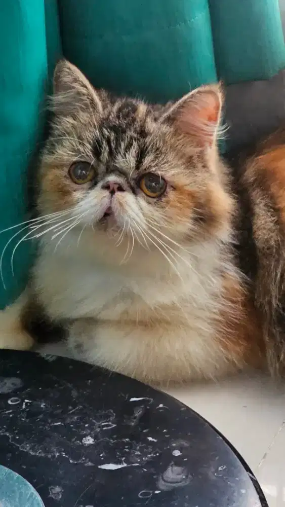 indukan persia betina 1 tahun gemesss