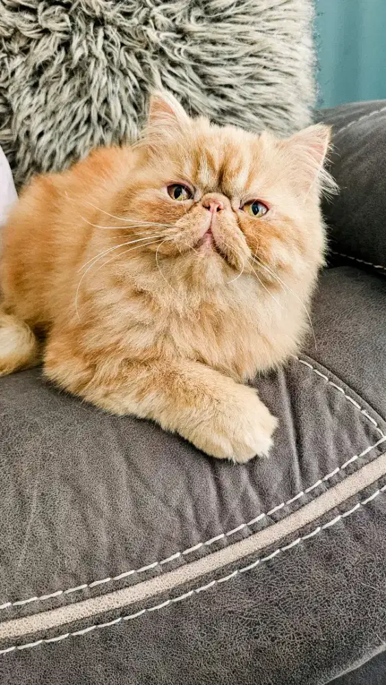 persia peaknose jantan 1 tahun gemoyyy