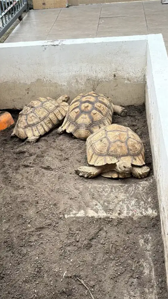 Sulcata 1 jantan 2 betina