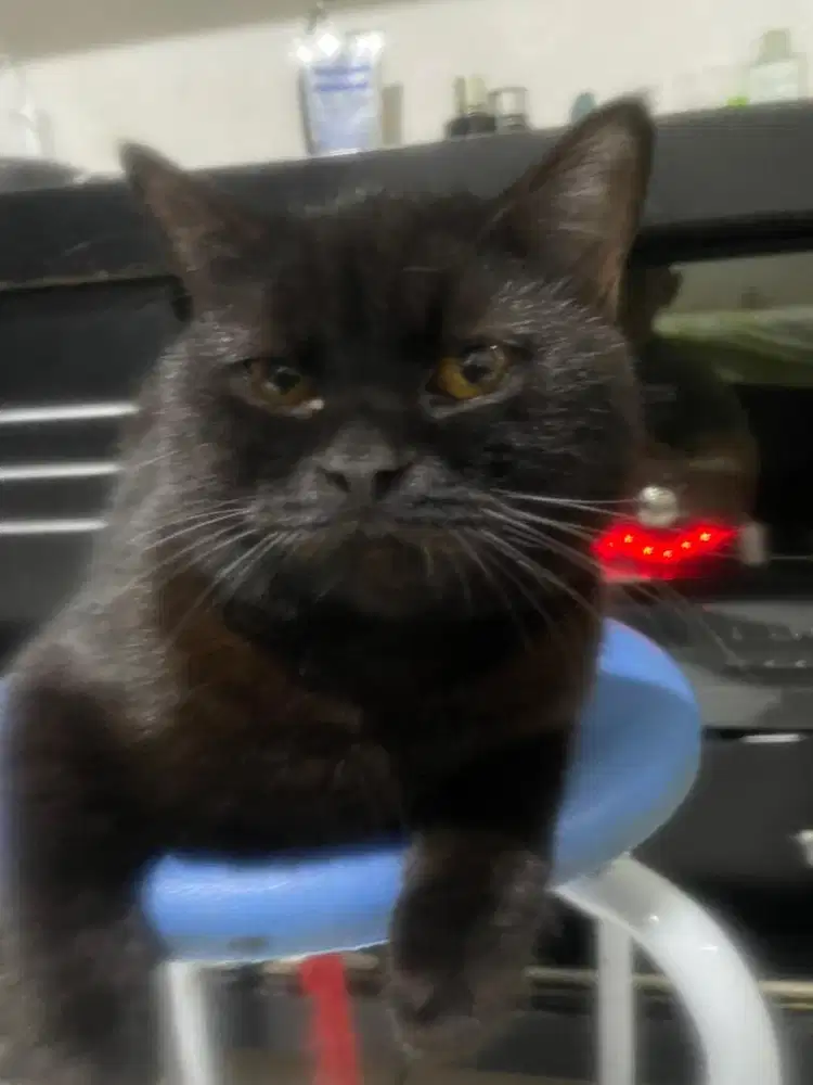 Kucing british shot hair