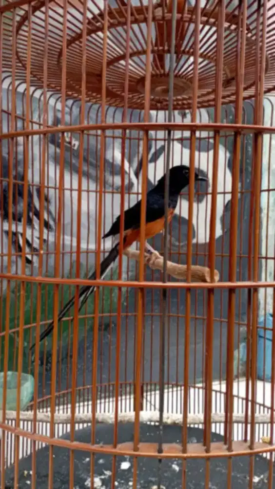 murai batu muda rajin