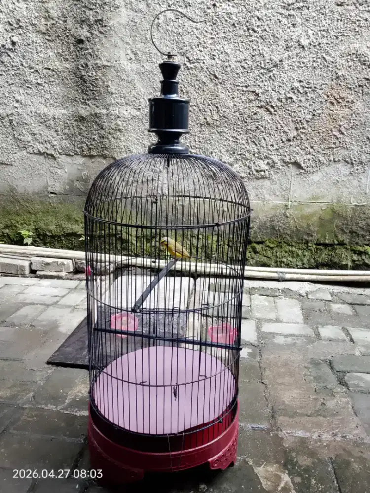 Burung Mozambik Gacor