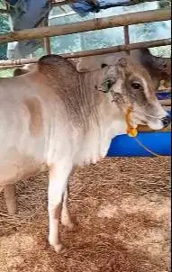 sapi jawa PO ongole 250kiloan putih siap sapi qurban murmer ekonomisan