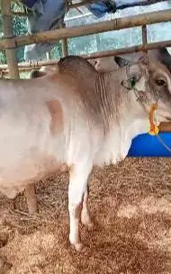 sapi jawa PO ongole 300kiloan putih siap sapi qurban murmer ekonomisan