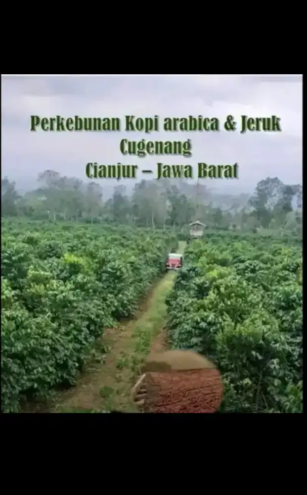 Di jual kebun kopi