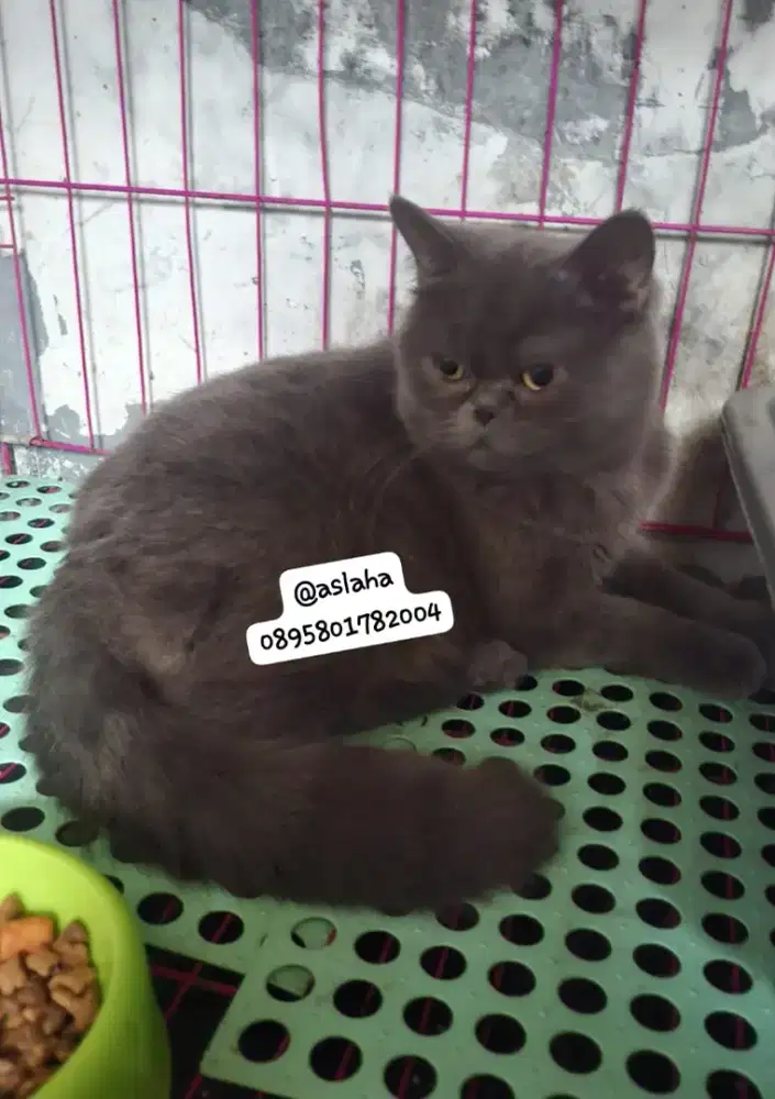 kucing british short hair betina /kucing bsh betina