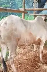 sapi jawa putih PO ongole 300kiloan siap sapi qurban ekonomisan murmer