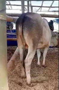 sapi jawa putih PO ongole 250kiloan siap sapi qurban ekonomisan murmer