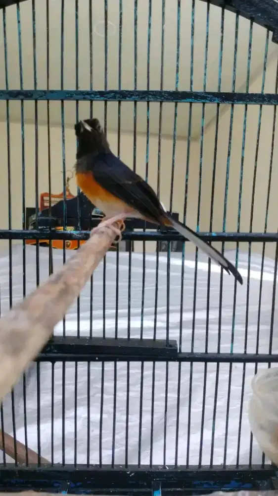 murai batu betina trah siap cus