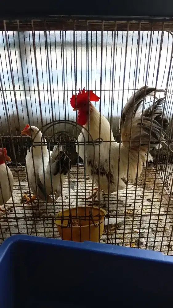 Ayam kate asli murah