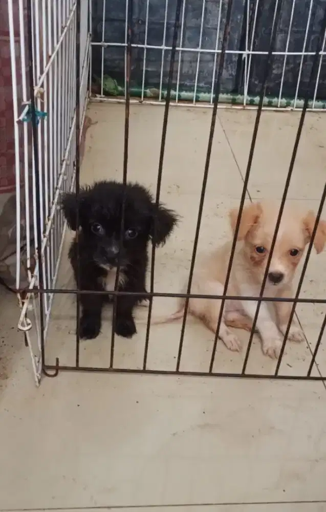 Anak Anjing / Puppy Golden Mix Nett