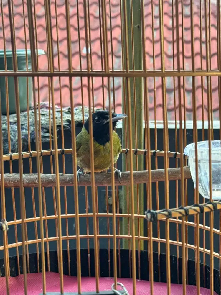 Samyong jantan no minus