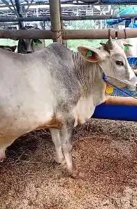 sapi jawaan PO ongole putih 300kiloan siap sapi kurban 2026 rawatan ok