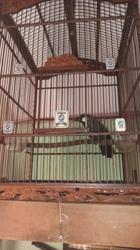 Burung poksay hongkong