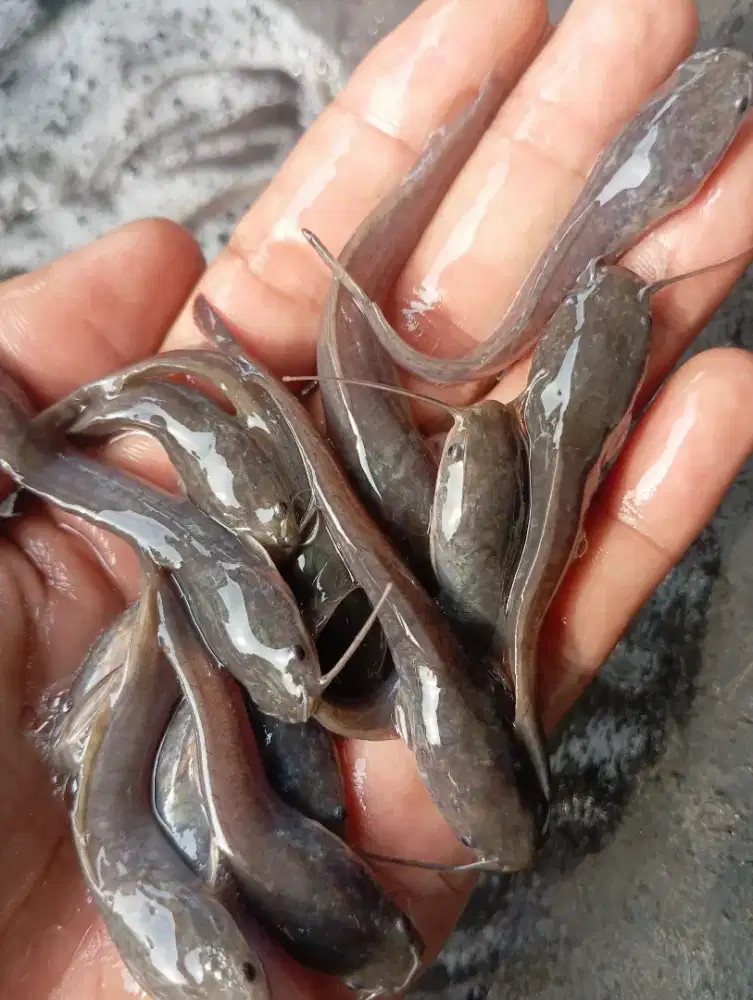 Jual bibit ikan lele eceran atau partai banyak