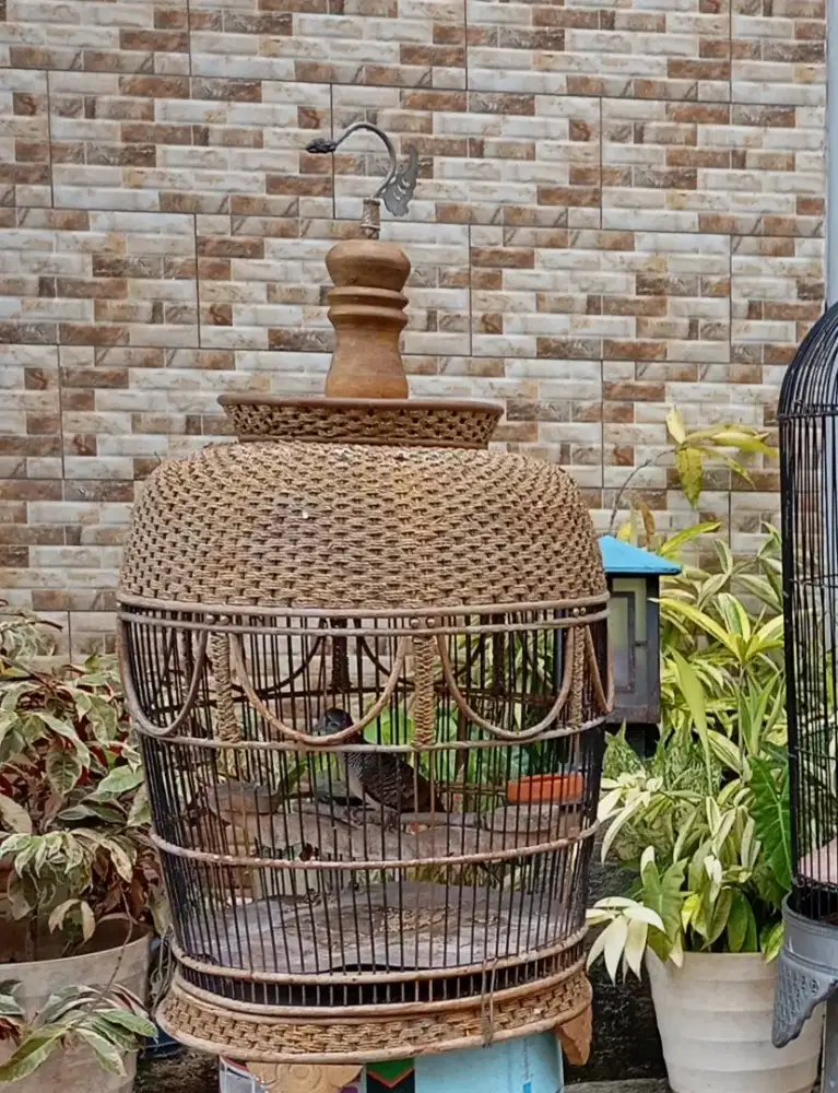 Perkutut murah Bangkok gacor Dor bunyi nyaring gede vidio di WA burja