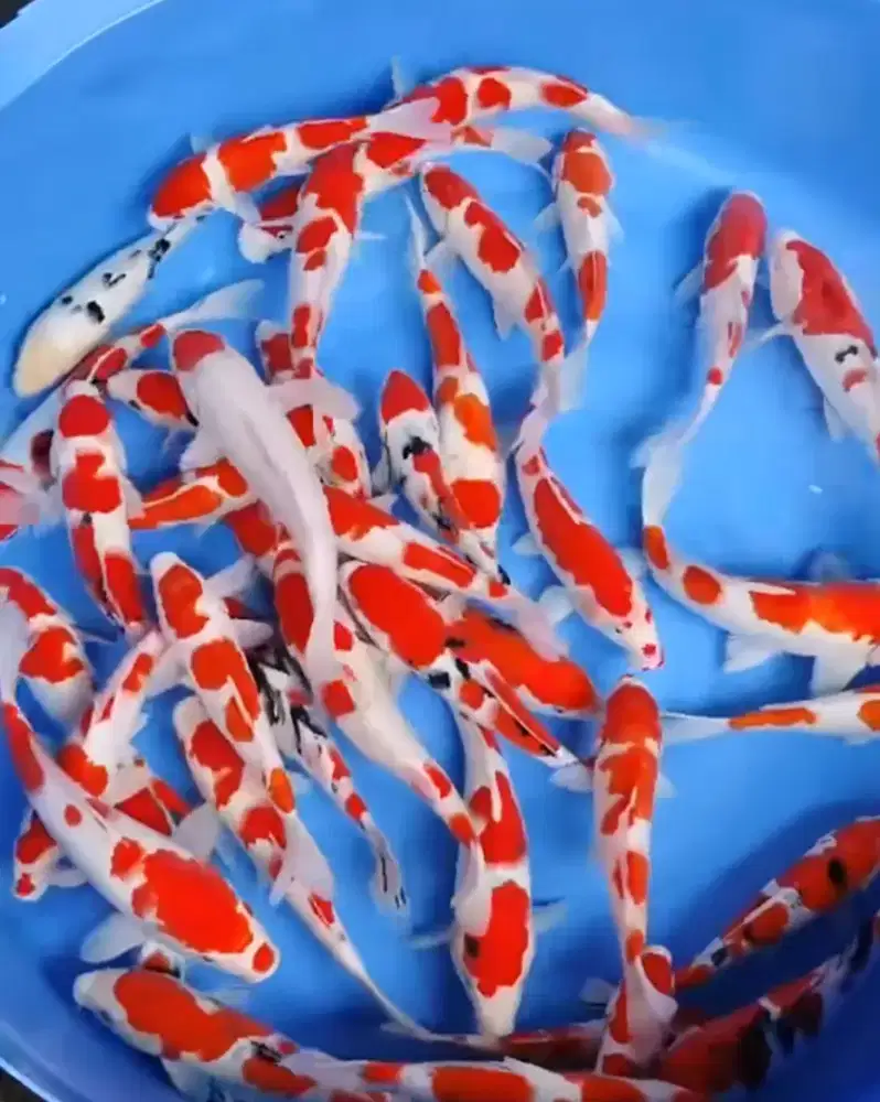 Jual ikan koi warna dan kumpay