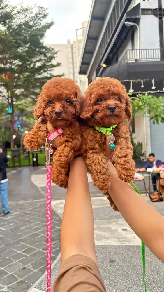 ANAK ANJING POODLE BETINA JANTAN STB