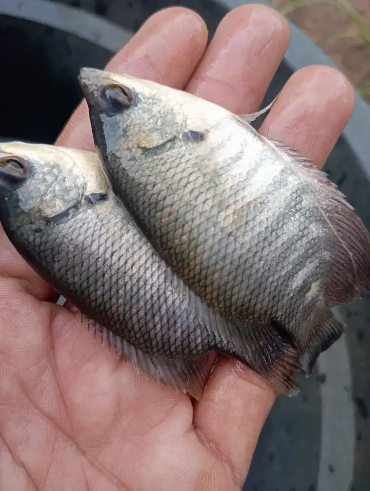 Jual bibit ikan gurame ukuran 2 jari up