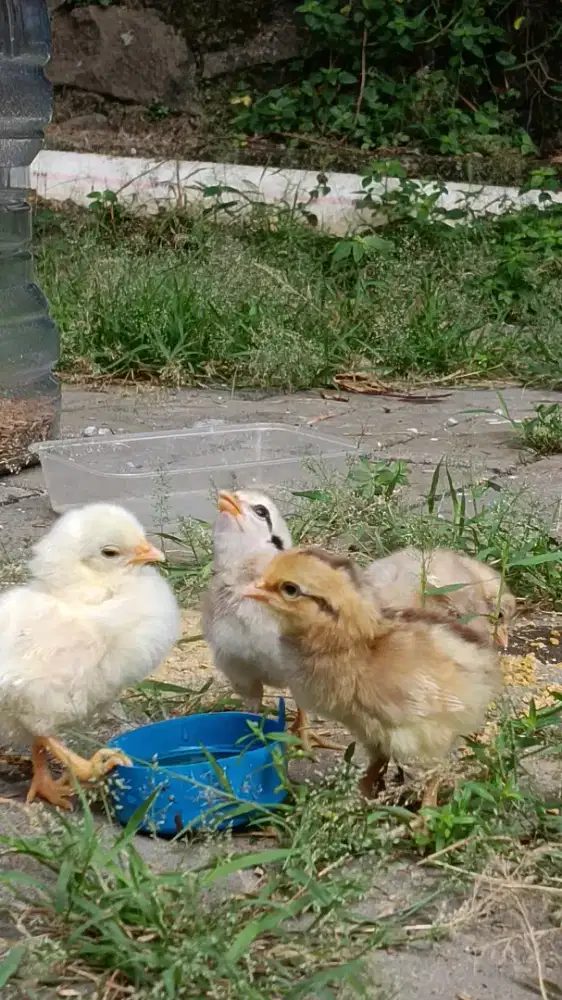 DOC ayam kampung / anak ayam kampung