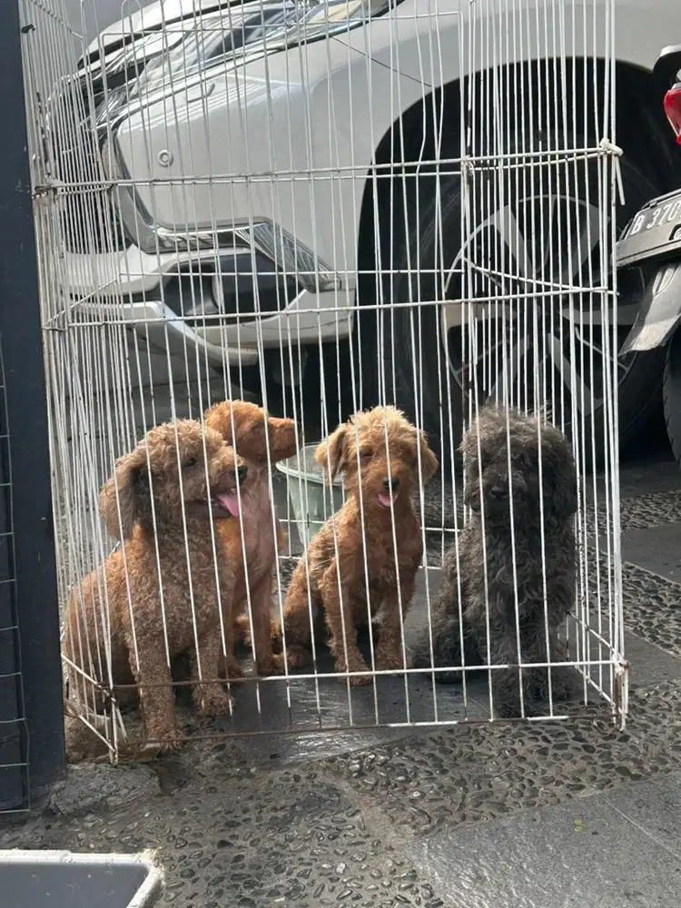 8 anjing poodle jantan & betina