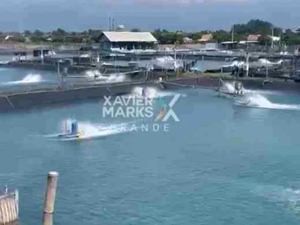 DIJUAL TANAH TAMBAK UDANG LUAS SIAP OPERASI DI PROBOLINGGO