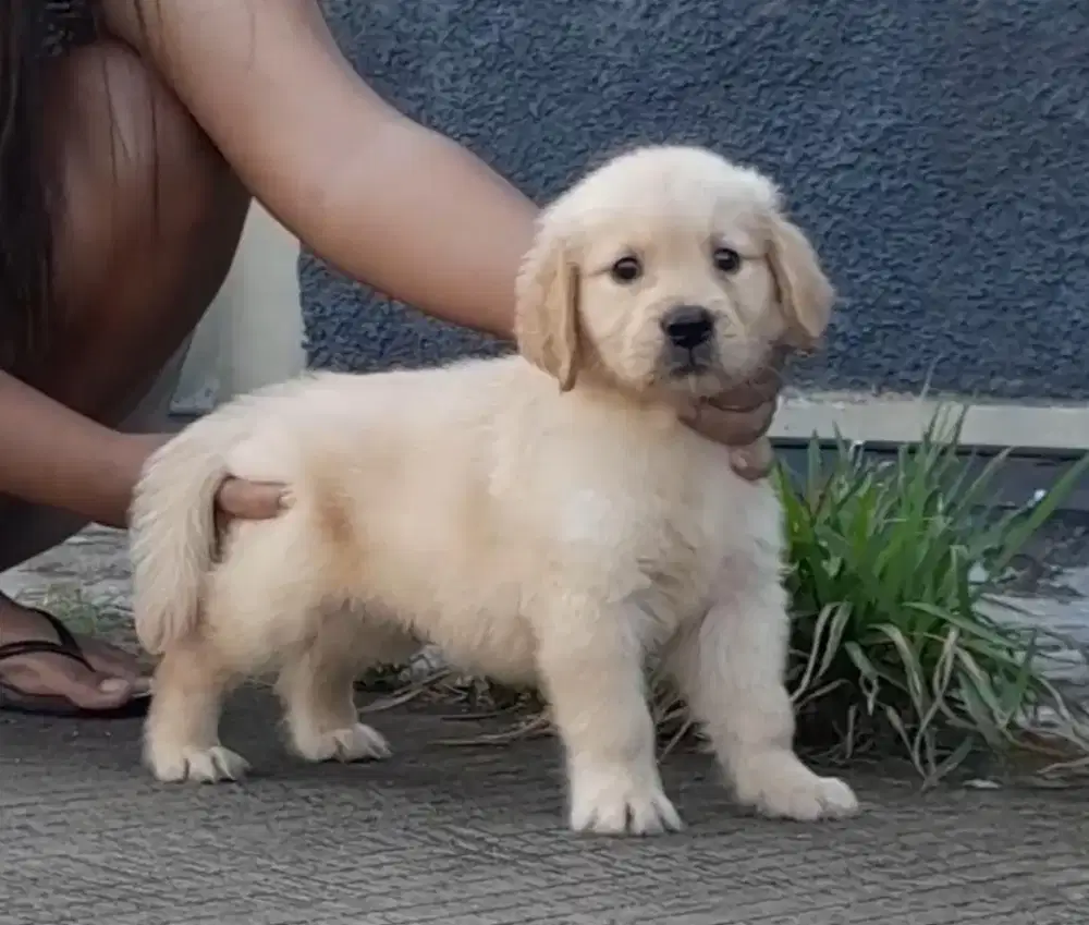 Golden Retriever jantan 1,5 bln stamboom vaksin