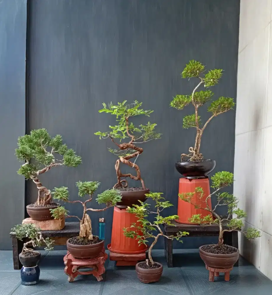 Bonsai mini antik ada 7 pot