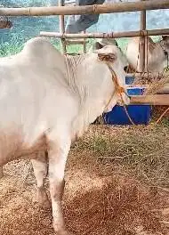 sapi jawaan putih PO ongole 250kiloan siap sapi qurban murmer ekonomis