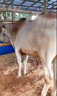 sapi jawaan putih PO ongole 300kiloan siap sapi qurban murmer ekonomis