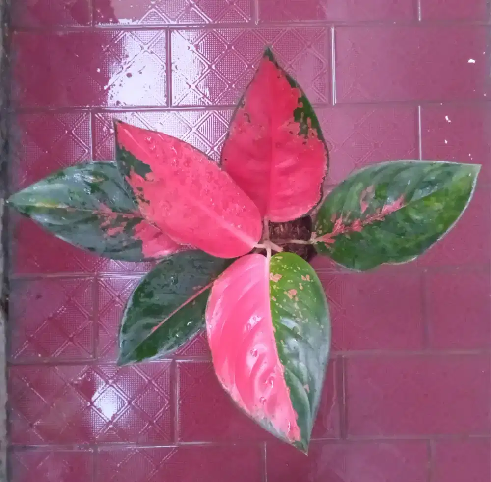 Aglonema Suksom
