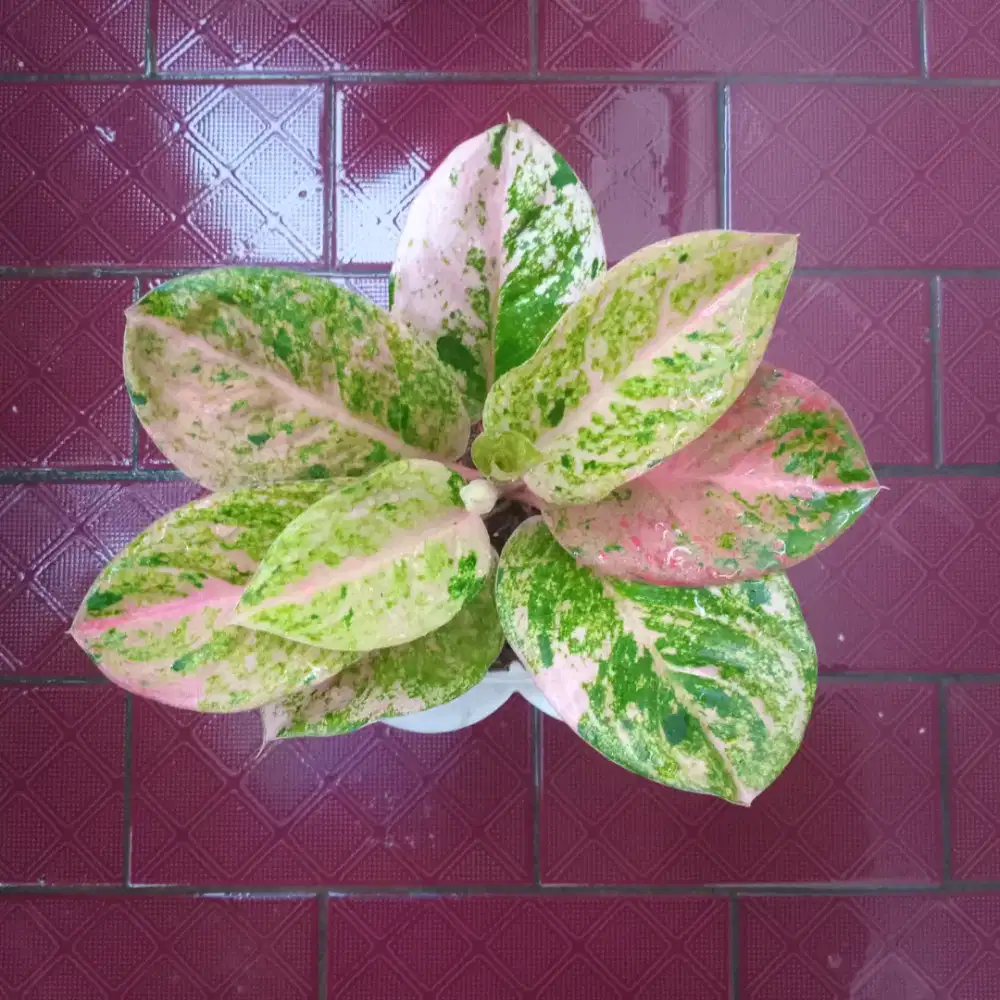 Aglonema Emerald
