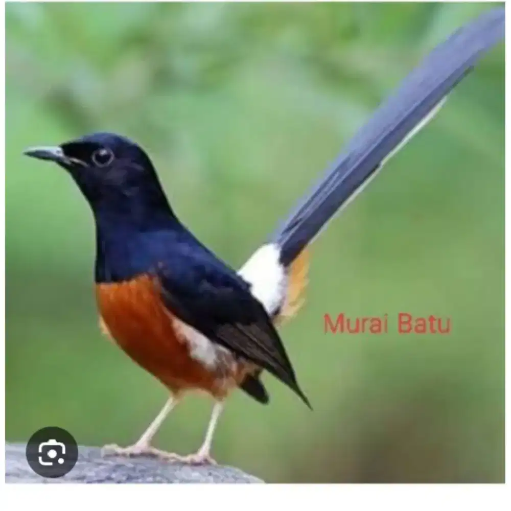 BURUNG MURAI MEDAN. TROTOLAN  JANTAN.TRAH BAGUS EKOR PANJANG