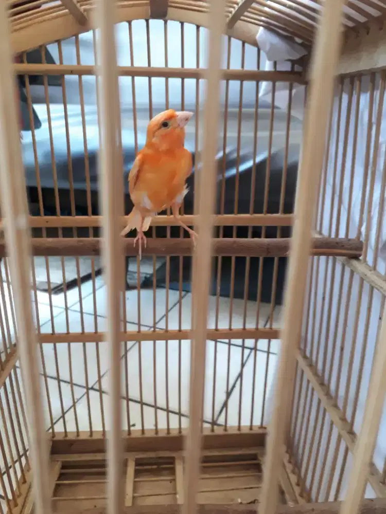 Kenari merlok paud jantan