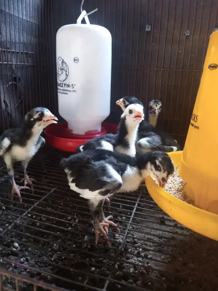 anakan ayam pakhoy jawara