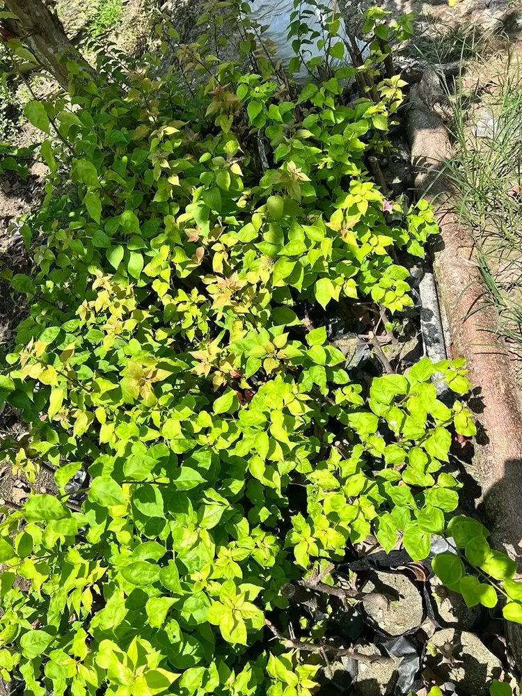 Bibit Bougenvil Siap Tanam