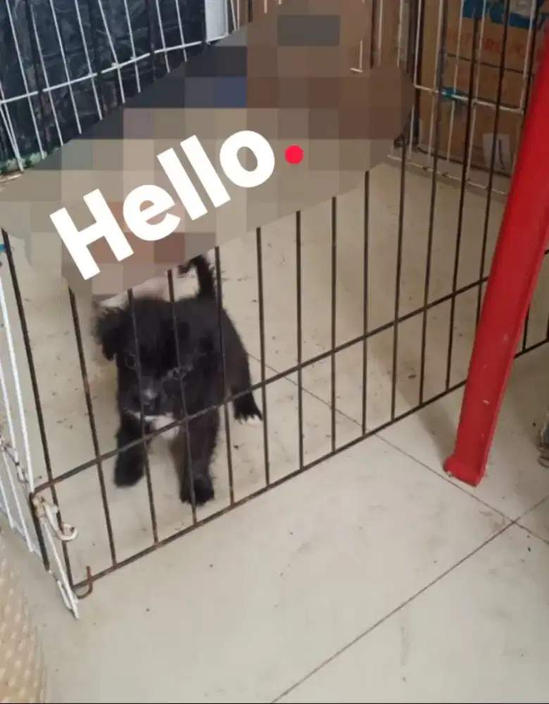 Anak Anjing / Puppy Border Colie Mix