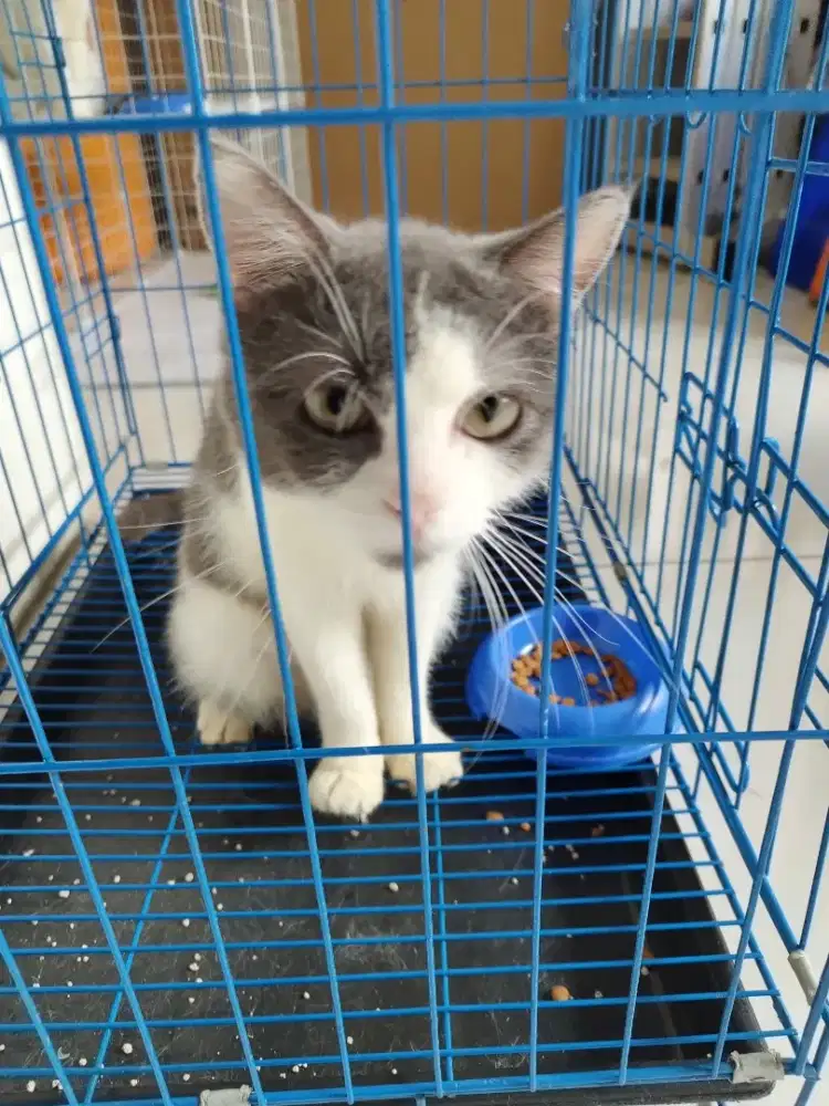 Monggo yg minat adopsi kucing tanpa mahar